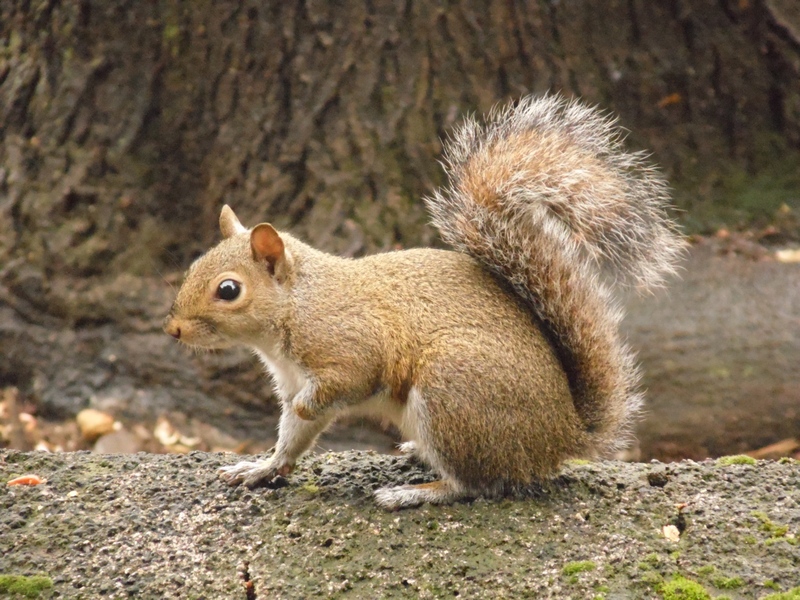 Sciurus carolinensis - Arluno (MI)